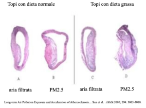 Una sezione delle arterie di topi sottoposti a dieta normale e grassa e ad aria inquinata e filtrata. Si notano le placche aterosclerotiche più consistenti nei topi che hanno seguito una dieta grassa e respirato aria inquinata.